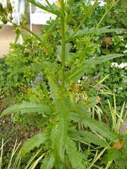 Erechtites hieraciifolius