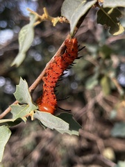 Anisota oslari