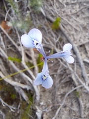 Moraea tripetala