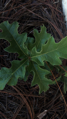 Quercus laevis