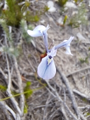 Moraea tripetala