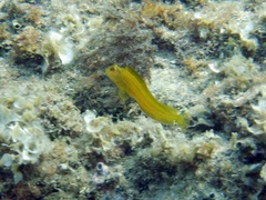 Parablennius pilicornis