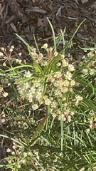 Asclepias verticillata