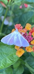 Diaphania costata