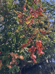 Koelreuteria paniculata