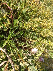 Hermannia althaeifolia