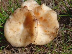 Polyporus tuberaster