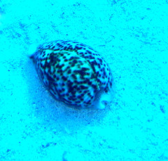 Cypraea pantherina