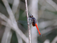 Hadrothemis defecta