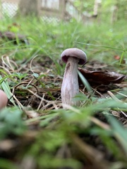 Laccaria ochropurpurea