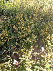 Hermannia althaeifolia