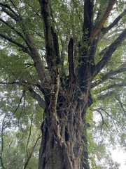 Quercus laurifolia