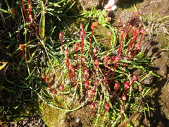 Cassiope lycopodioides