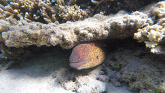Gymnothorax flavimarginatus
