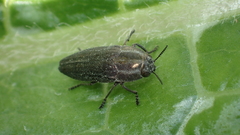 Sphenoptera rauca