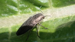 Sphenoptera rauca