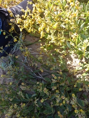 Hermannia althaeifolia