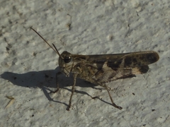 Oedaleus infernalis