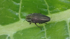 Sphenoptera rauca