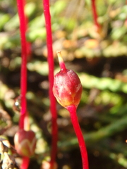 Cassiope lycopodioides