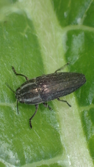 Sphenoptera rauca