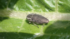 Sphenoptera rauca