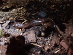 Ensatina eschscholtzii