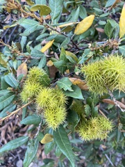 Chrysolepis chrysophylla