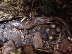 Ensatina eschscholtzii