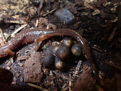 Ensatina eschscholtzii