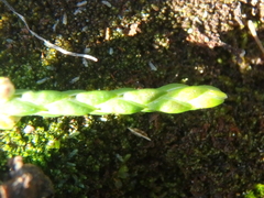 Cassiope lycopodioides