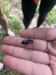 Pseudoophonus