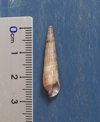 Terebra