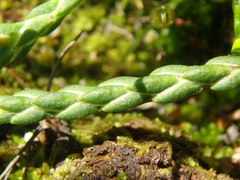 Cassiope lycopodioides