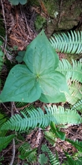 Trillium ovatum