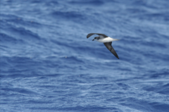 Pterodroma feae deserta