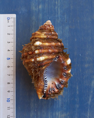 Monoplex parthenopeus