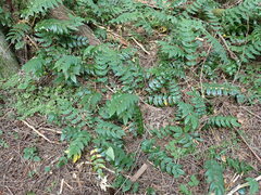 Berberis nervosa