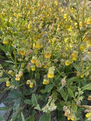 Hermannia