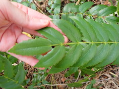 Berberis nervosa