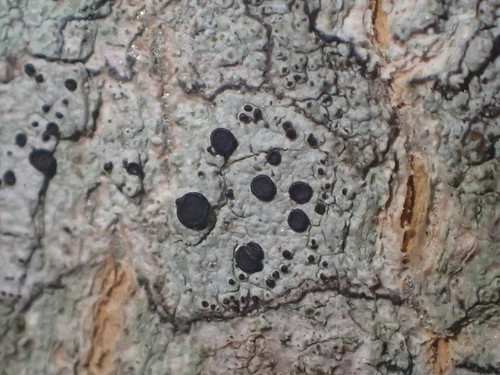 Buellia erubescens image