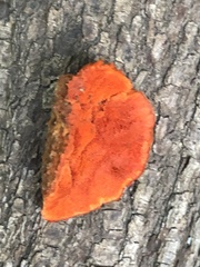 Crepidotus cinnabarinus