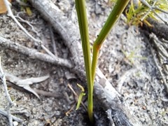 Moraea tripetala