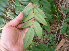 Berberis nervosa