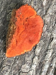 Crepidotus cinnabarinus