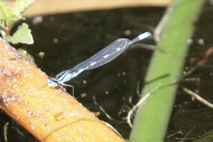 Enallagma carunculatum