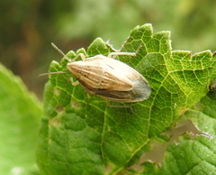 Aelia acuminata
