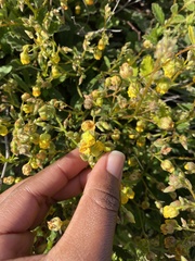 Hermannia