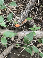 Crepidotus cinnabarinus