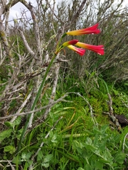 Phycella cyrtanthoides